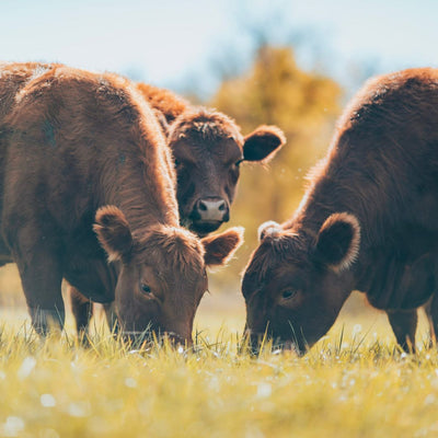 Life on the Ranch