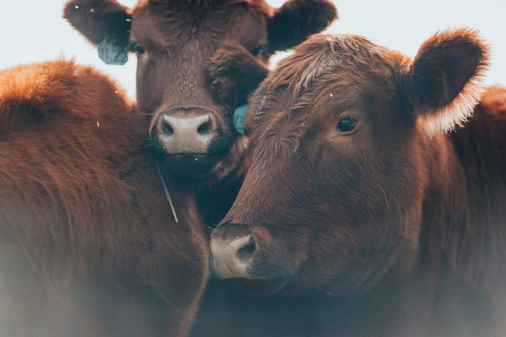 From Cows to Calves: A Breakdown of the Various Bovine Breeds | Lazy T ...