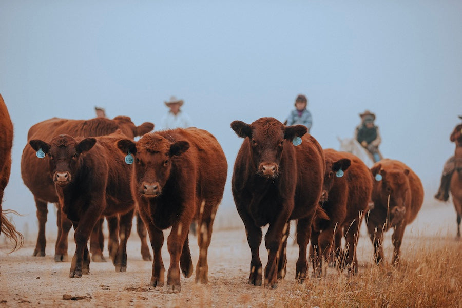 Why Choose Lazy T Ranch for Ordering Beef Online? Our Commitment to ...