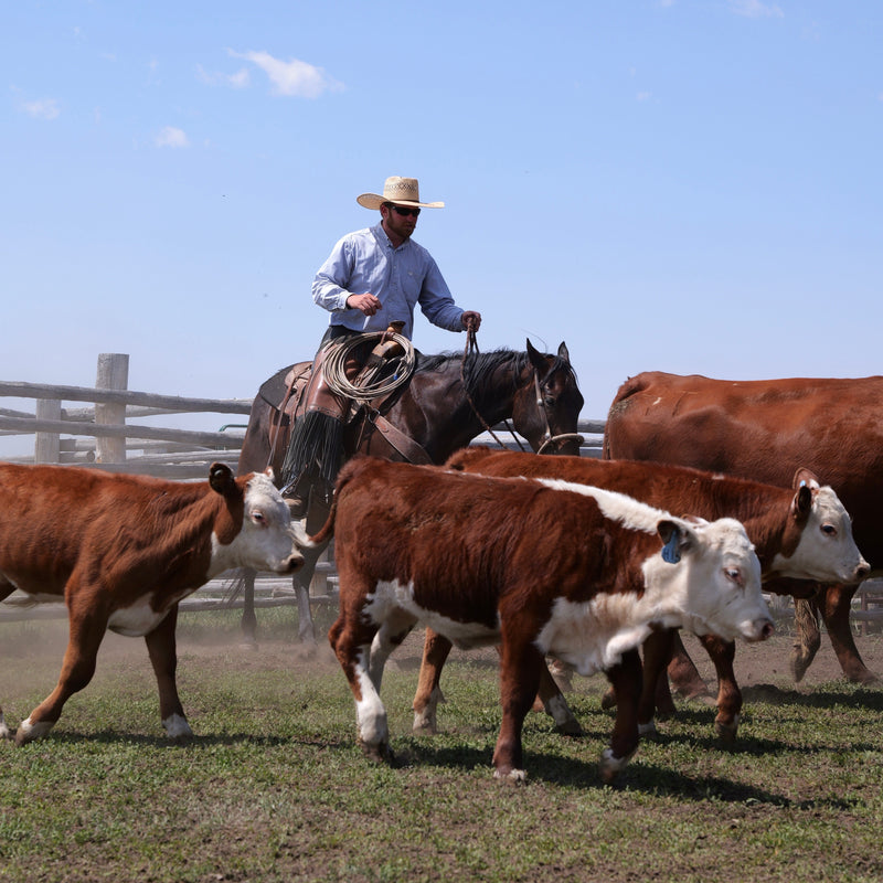 Wyoming cowboy working cattle on Lazy T Ranch
