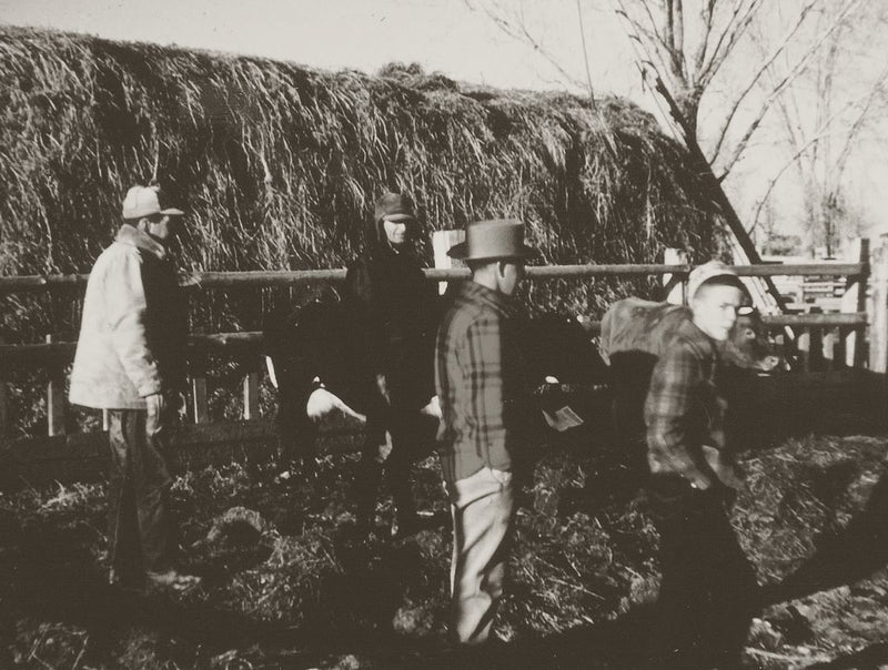 Horse Training on the Big Screen