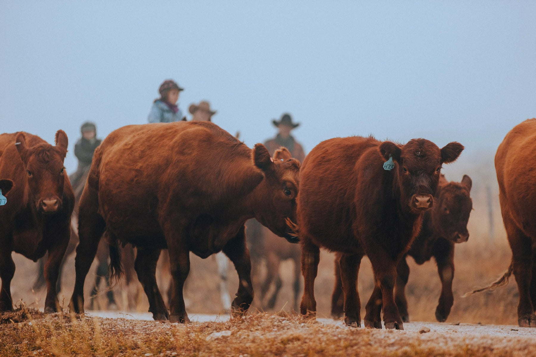 Lazy T Ranch | Wyoming Jerky | A Taste of Tradition